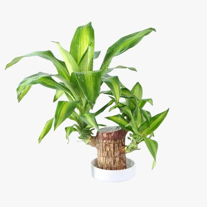 Brazilian Lucky Wood Plant | Vastu + Air Purifier
