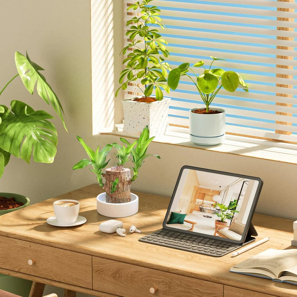 Brazilian Lucky Wood Plant | Vastu + Air Purifier