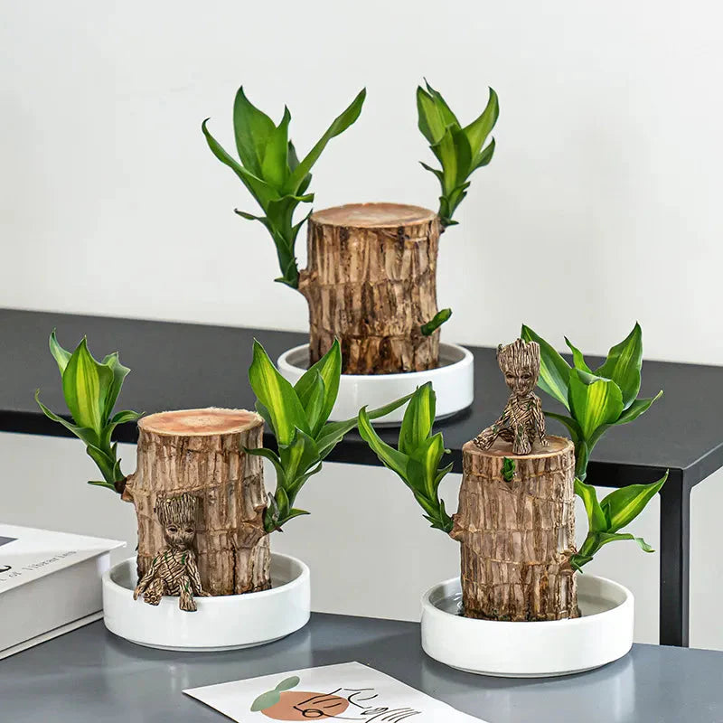 Brazilian Lucky Wood Plant | Vastu + Air Purifier
