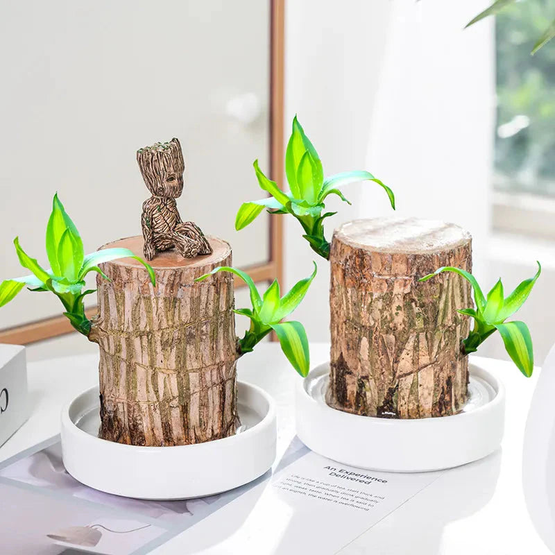 Brazilian Lucky Wood Plant | Vastu + Air Purifier