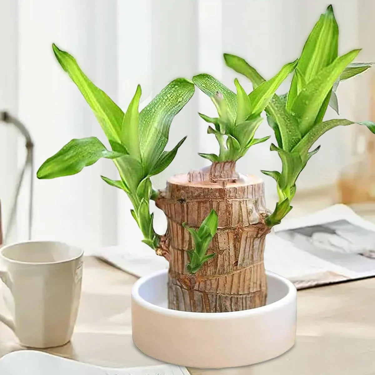 Brazilian Lucky Wood Plant | Vastu + Air Purifier