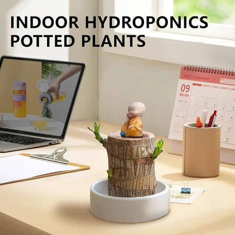 Brazilian Lucky Wood Plant | Vastu + Air Purifier