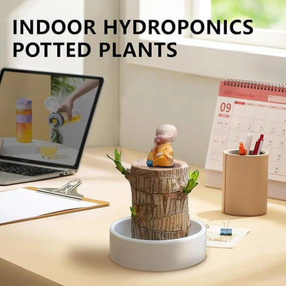 Brazilian Lucky Wood Plant | Vastu + Air Purifier